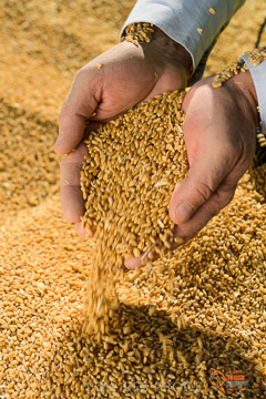 VITERRA 2013 / VITERRA_HAND&GRAIN_115_140829
