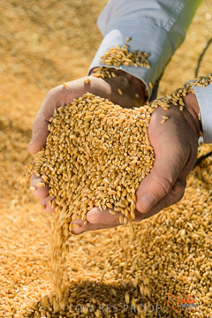VITERRA 2013 / VITERRA_HAND&GRAIN_122_140829