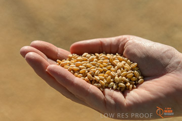 VITERRA 2013 / VITERRA_HAND&GRAIN_002_140829
