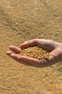 VITERRA 2013 / VITERRA_HAND&GRAIN_007_140829