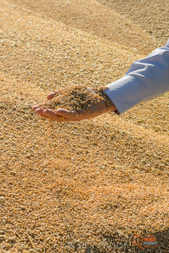 VITERRA 2013 / VITERRA_HAND&GRAIN_012_140829