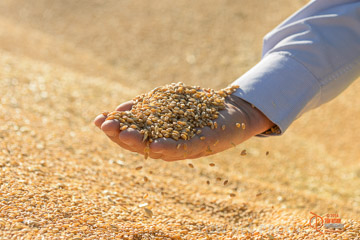 VITERRA 2013 / VITERRA_HAND&GRAIN_024_140829