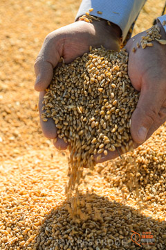 VITERRA 2013 / VITERRA_HAND&GRAIN_066_140829