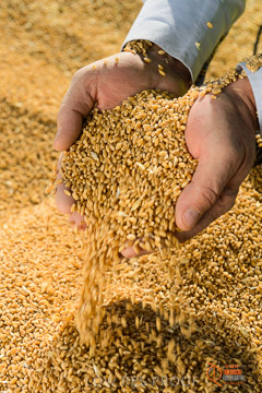 VITERRA 2013 / VITERRA_HAND&GRAIN_113_140829