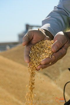 VITERRA 2013 / VITERRA_HAND&GRAIN_126_140829