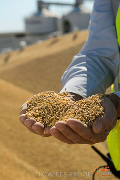 VITERRA 2013 / VITERRA_HAND&GRAIN_132_140829