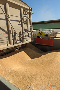 VITERRA 2013 / VITERRA_WALLAROO_059_140829