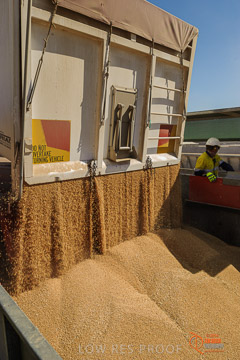 VITERRA 2013 / VITERRA_WALLAROO_098_140829