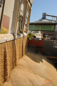 VITERRA 2013 / VITERRA_WALLAROO_114_140829