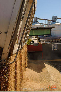 VITERRA 2013 / VITERRA_WALLAROO_123_140829