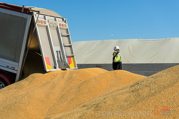 VITERRA 2013 / VITERRA_WALLAROO_190_140829