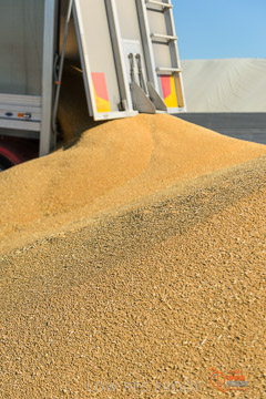 VITERRA 2013 / VITERRA_WALLAROO_222_140829
