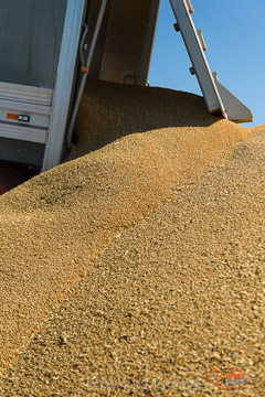 VITERRA 2013 / VITERRA_WALLAROO_236_140829