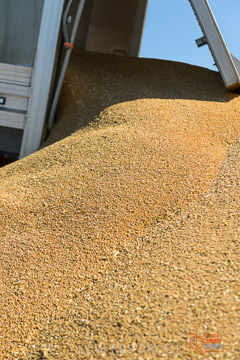 VITERRA 2013 / VITERRA_WALLAROO_237_140829