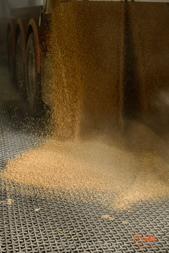 VITERRA 2013 / VITERRA_WALLAROO_275_140829