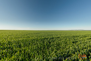 VITERRA 2013 / VITERRA_WALLAROO_326_140829