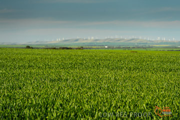 VITERRA 2013 / VITERRA_WALLAROO_343_140829