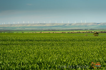 VITERRA 2013 / VITERRA_WALLAROO_346_140829