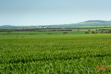 VITERRA 2013 / VITERRA_WALLAROO_368_140829