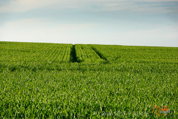 VITERRA 2013 / VITERRA_WALLAROO_404_140829