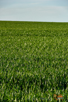 VITERRA 2013 / VITERRA_WALLAROO_413_140829