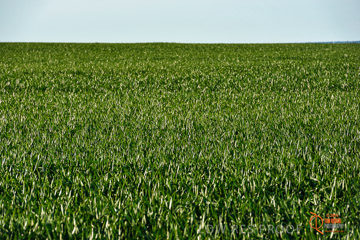 VITERRA 2013 / VITERRA_WALLAROO_417_140829