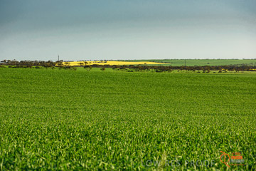 VITERRA 2013 / VITERRA_WALLAROO_419_140829
