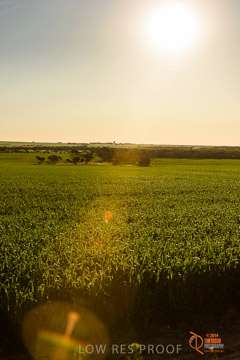 VITERRA 2013 / VITERRA_WALLAROO_432_140829