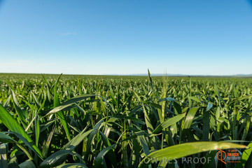 VITERRA 2013 / VITERRA_WALLAROO_439_140829