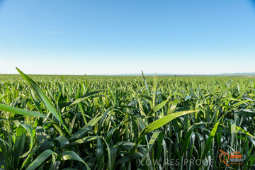 VITERRA 2013 / VITERRA_WALLAROO_444_140829