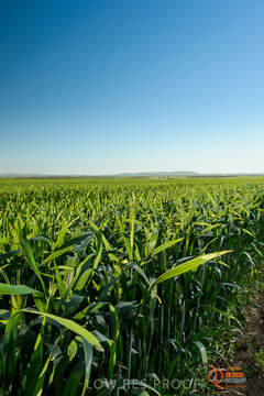 VITERRA 2013 / VITERRA_WALLAROO_448_140829