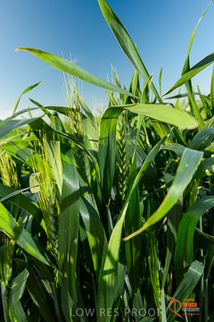 VITERRA 2013 / VITERRA_WALLAROO_453_140829