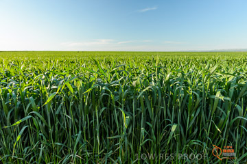 VITERRA 2013 / VITERRA_WALLAROO_462_140829