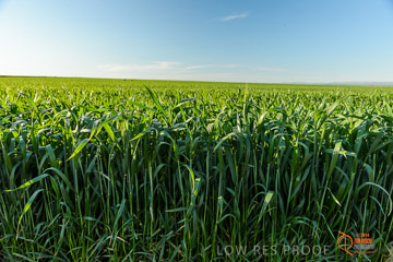 VITERRA 2013 / VITERRA_WALLAROO_466_140829