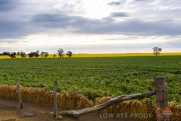 VITERRA 2013 / VITERRA_GLENVALE_FARMS_003_140908