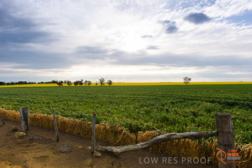 VITERRA 2013 / VITERRA_GLENVALE_FARMS_004_140908