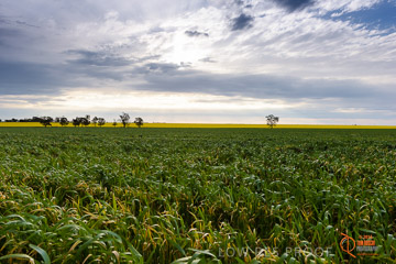 VITERRA 2013 / VITERRA_GLENVALE_FARMS_008_140908