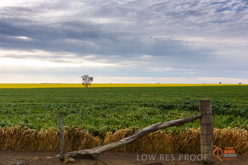 VITERRA 2013 / VITERRA_GLENVALE_FARMS_009_140908