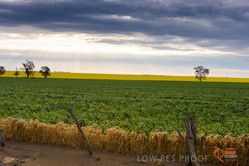 VITERRA 2013 / VITERRA_GLENVALE_FARMS_010_140908