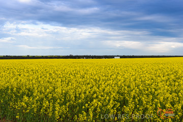 VITERRA 2013 / VITERRA_GLENVALE_FARMS_012_140908