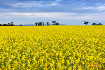 VITERRA 2013 / VITERRA_GLENVALE_FARMS_014_140908