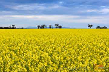 VITERRA 2013 / VITERRA_GLENVALE_FARMS_015_140908