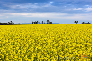 VITERRA 2013 / VITERRA_GLENVALE_FARMS_016_140908