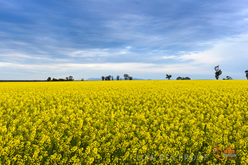 VITERRA 2013 / VITERRA_GLENVALE_FARMS_018_140908