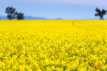 VITERRA 2013 / VITERRA_GLENVALE_FARMS_019_140908