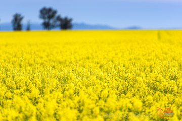 VITERRA 2013 / VITERRA_GLENVALE_FARMS_020_140908