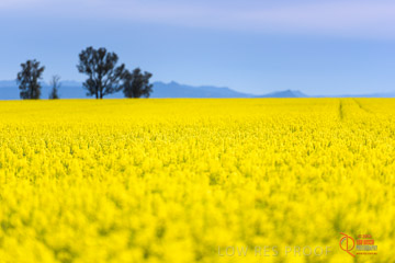 VITERRA 2013 / VITERRA_GLENVALE_FARMS_021_140908