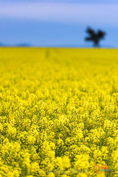 VITERRA 2013 / VITERRA_GLENVALE_FARMS_027_140908