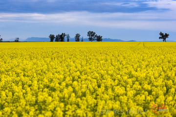 VITERRA 2013 / VITERRA_GLENVALE_FARMS_029_140908