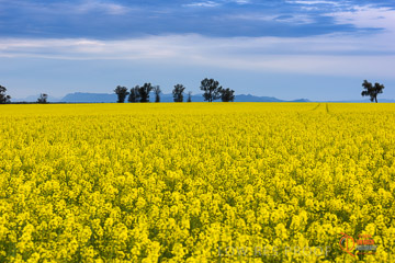 VITERRA 2013 / VITERRA_GLENVALE_FARMS_030_140908